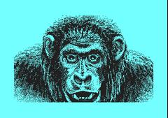 Ape