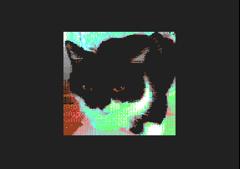 Kilde the Cat