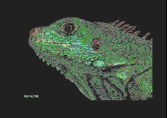 Leguan