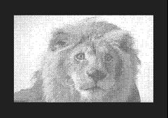 Lion - Graphics