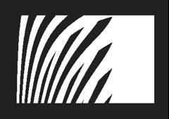 Zebra for Nothing
