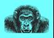 Ape