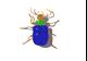 Beetle