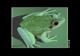 Frogger 64