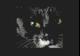Kater