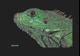 Leguan